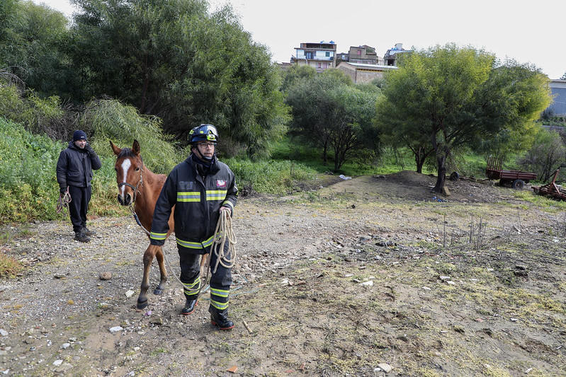 Vigili del Fuoco salvano alcuni cavalli rimasti isolati a causa della frana di Niscemi